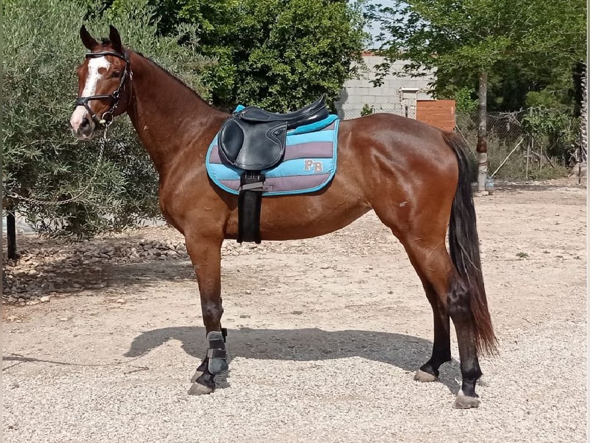 Caballo de deporte español Yegua 3 años 165 cm Castaño rojizo in Don Faustino (Vereda)