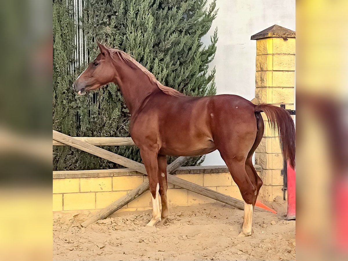 Caballo de deporte español Mestizo Yegua 3 años 166 cm Alazán in Villamartin