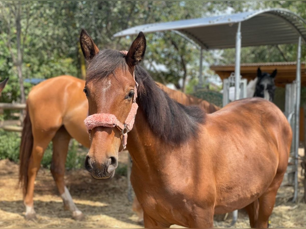 Caballo de deporte español Yegua 4 años 150 cm Castaño in Lindlar