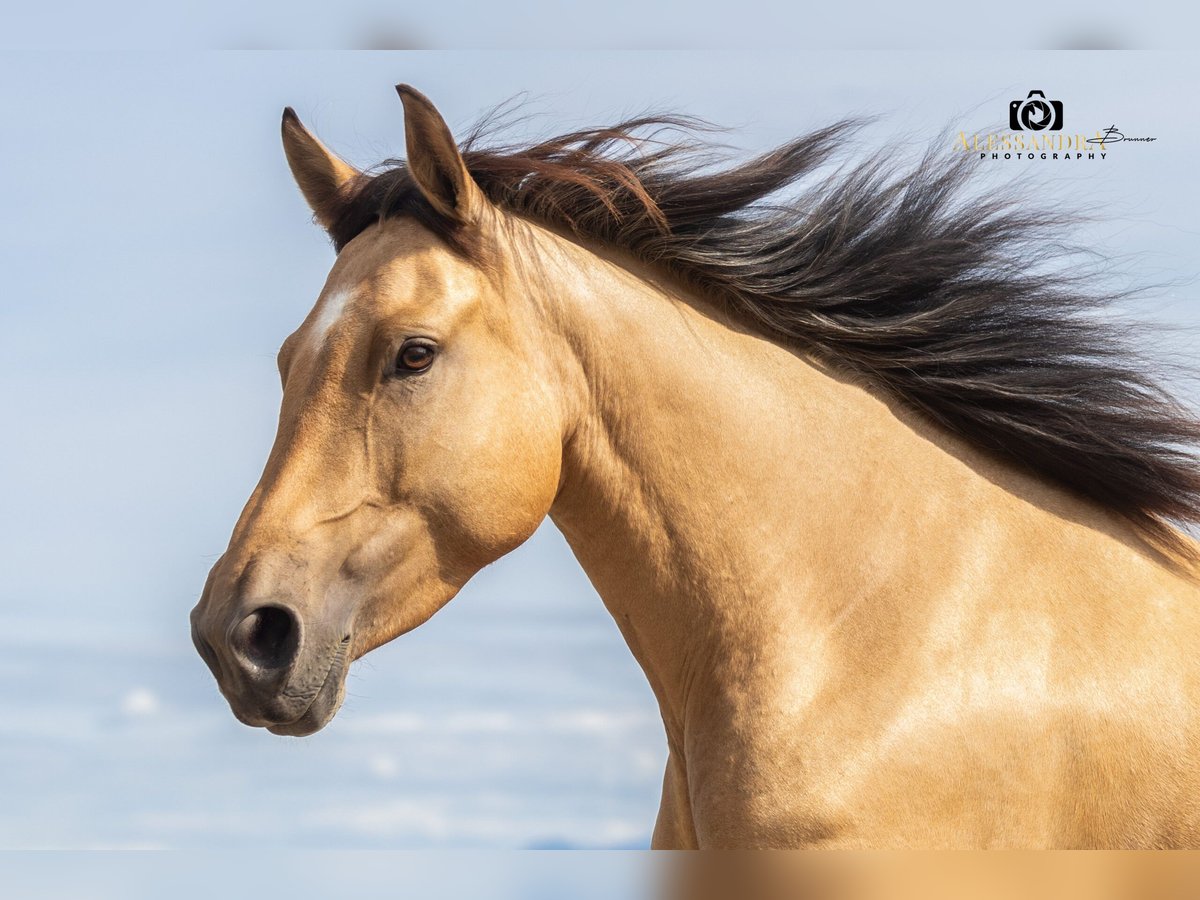 Caballo de deporte español Yegua 4 años 155 cm Buckskin/Bayo in Bad Feilnbach