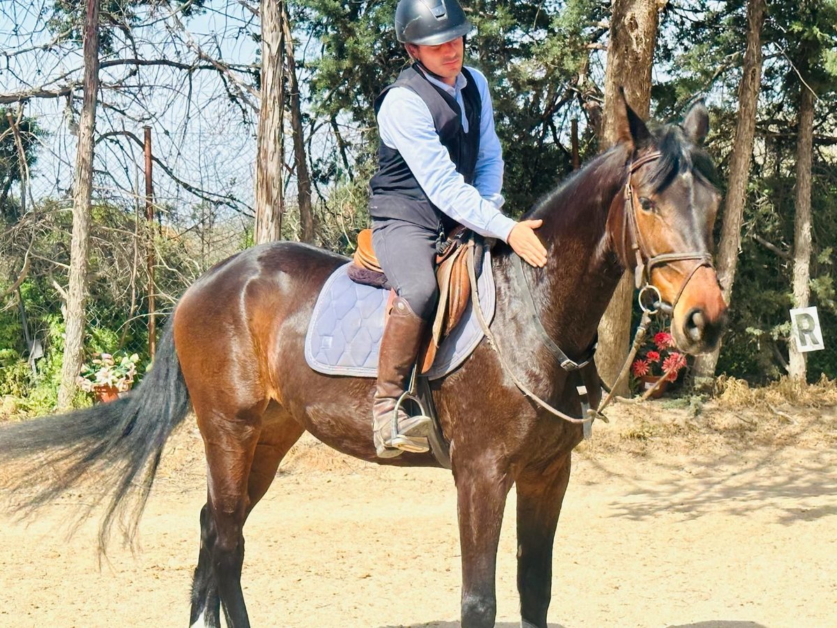 Caballo de deporte español Yegua 4 años 160 cm Castaño oscuro in Madrid