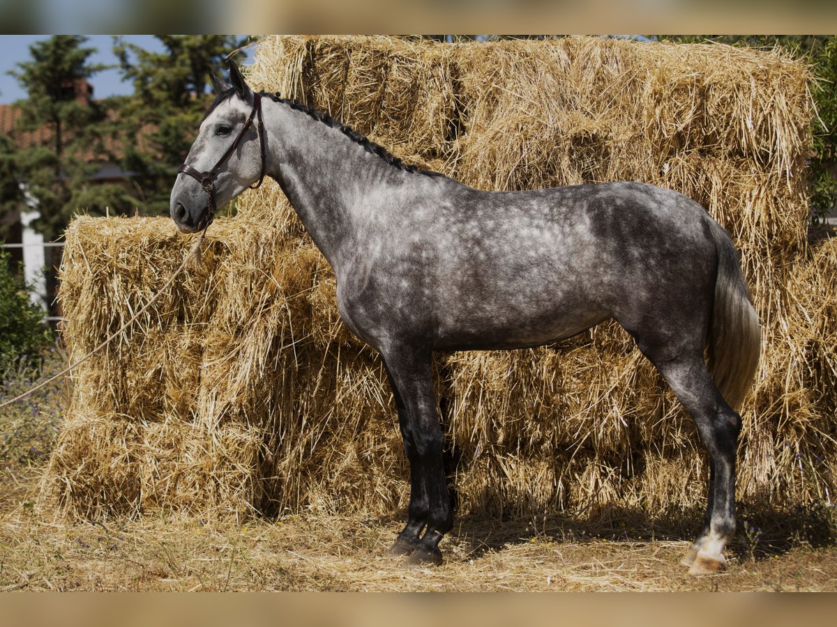 Caballo de deporte español Yegua 4 años 169 cm Tordo in Puebla De Sancho Perez