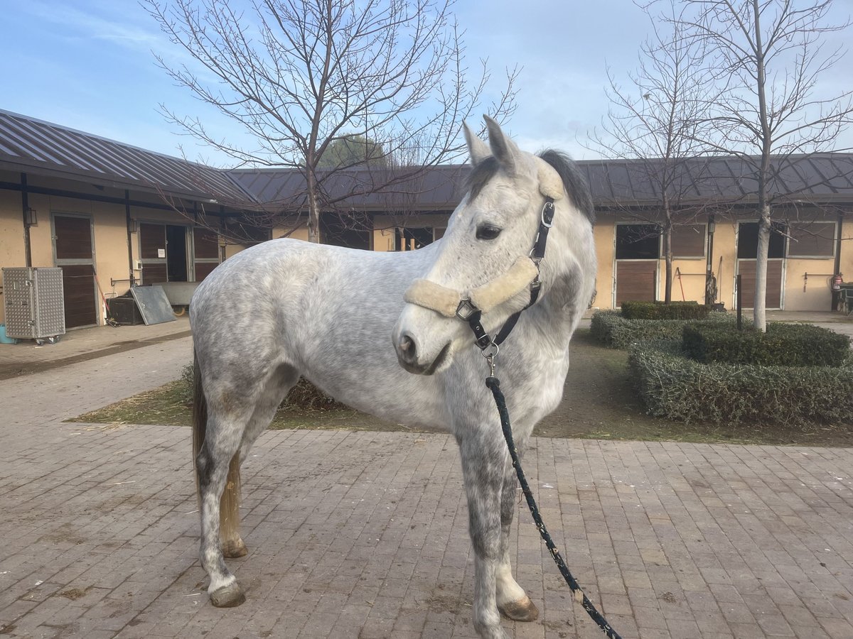 Caballo de deporte español Yegua 4 años 170 cm Tordo in San Martin de la Vega