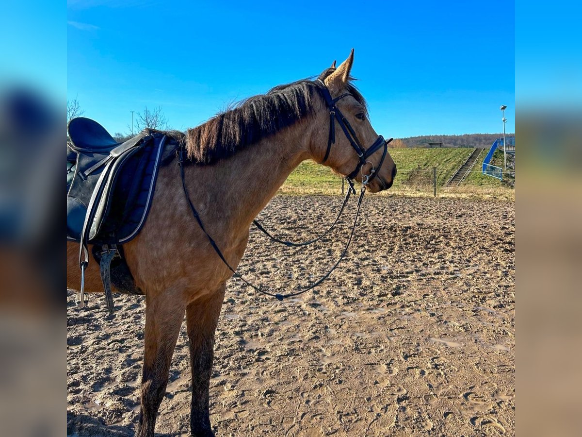 Caballo de deporte español Yegua 5 años 156 cm Bayo in Kleingartach