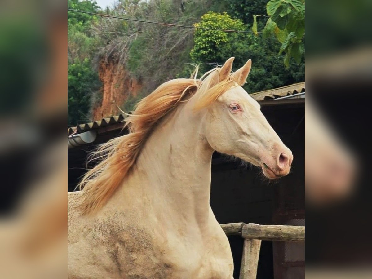 Caballo de deporte español Yegua 5 años 165 cm Cremello in Gava