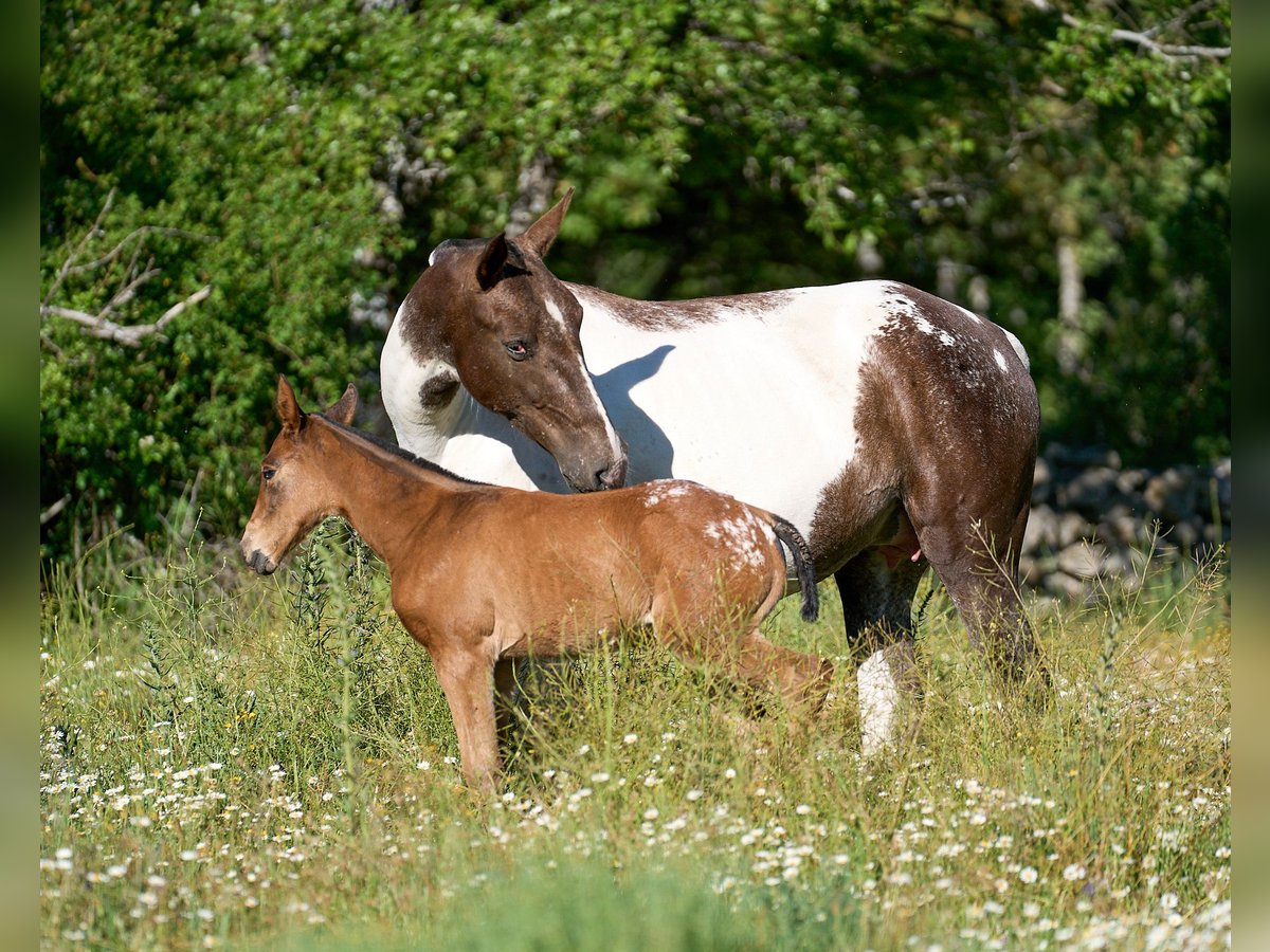 Caballo de deporte español Yegua 5 años 165 cm Tobiano-todas las-capas in  Navalperal De