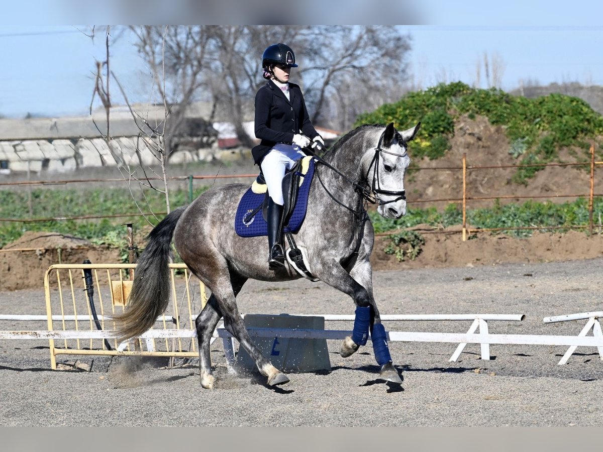 Caballo de deporte español Yegua 5 años 166 cm Tordo in Rivas-Vaciamadrid