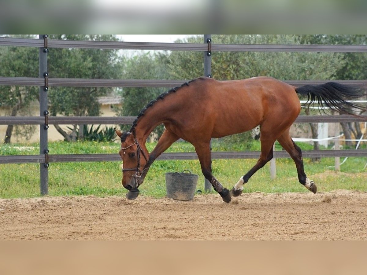 Caballo de deporte español Yegua 5 años 170 cm Castaño in Jerez De La Frontera
