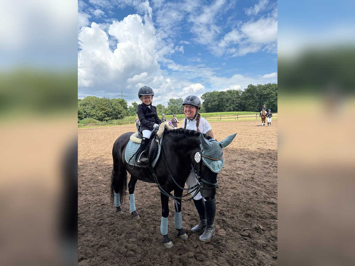 Caballo de deporte español Yegua 6 años 135 cm in Rheine
