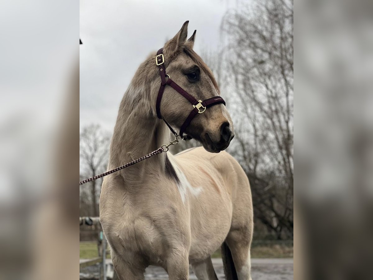 Caballo de deporte español Mestizo Yegua 6 años 154 cm Bayo in Delitzsch