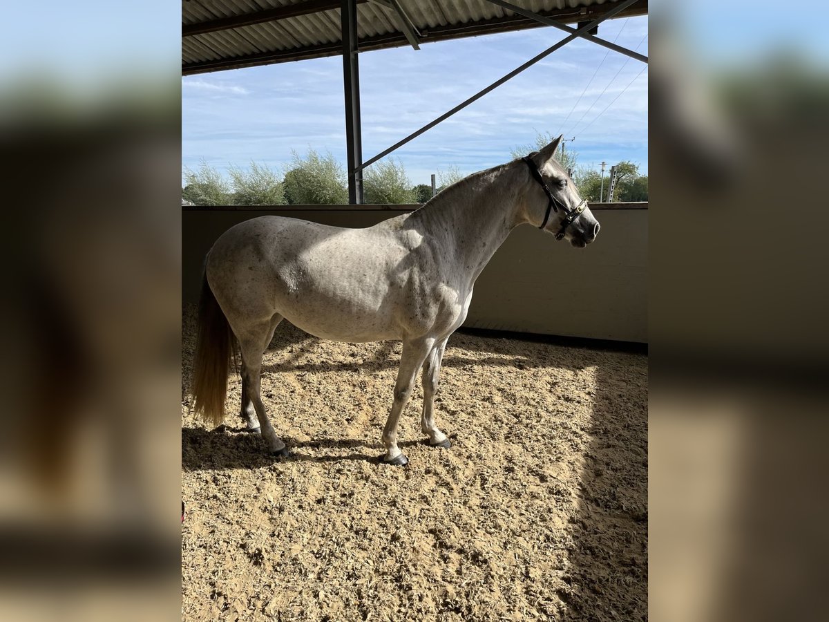 Caballo de deporte español Mestizo Yegua 6 años 154 cm Tordo picazo in Dorsten