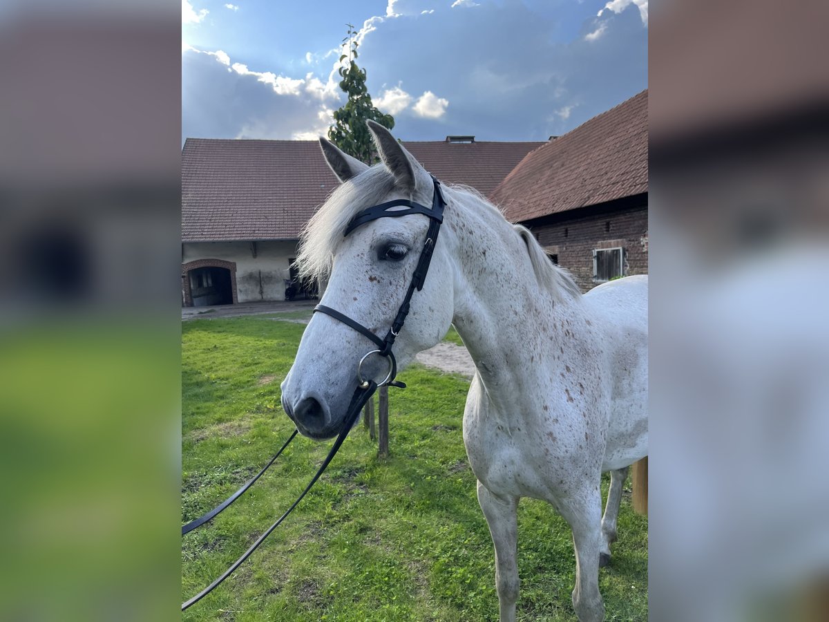 Caballo de deporte español Mestizo Yegua 6 años 154 cm Tordo picazo in Dorsten