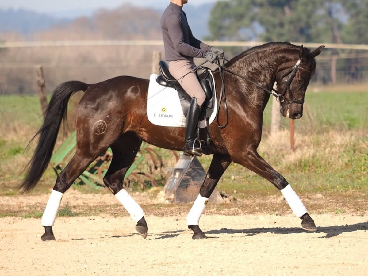 Caballo de deporte español Yegua 6 años 162 cm Castaño oscuro in Navas Del Madroño