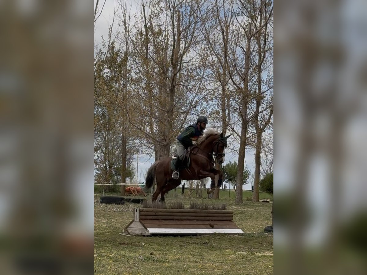 Caballo de deporte español Yegua 6 años 165 cm Alazán in Salobral