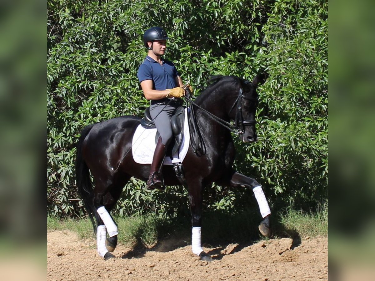 Caballo de deporte español Yegua 7 años 158 cm Negro in La Barrosa