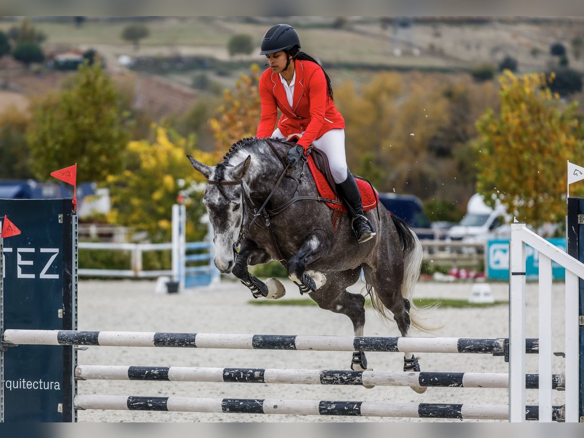 Caballo de deporte español Mestizo Yegua 7 años 165 cm Tordo ruano in Las Rozas De Madrid