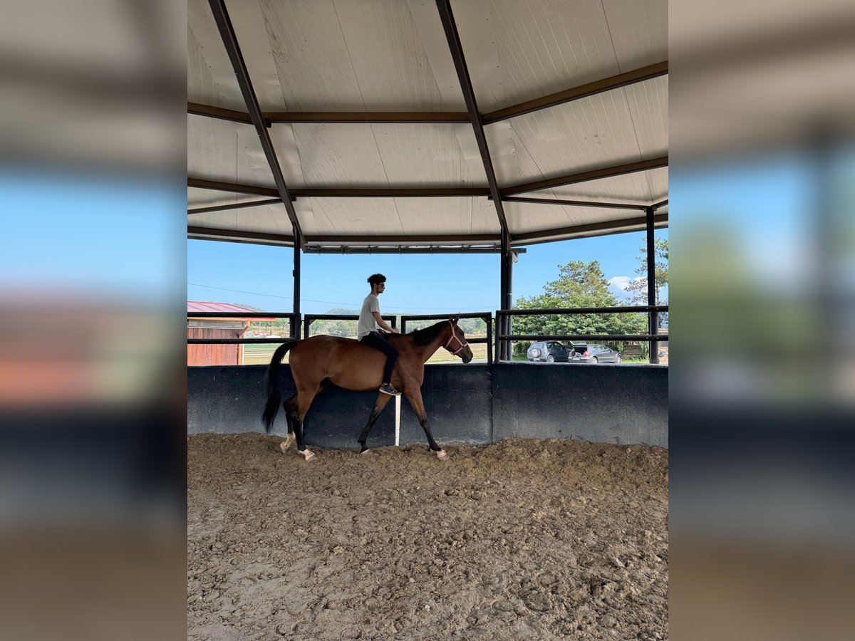 Caballo de deporte español Yegua 7 años 175 cm Castaño in Taradell