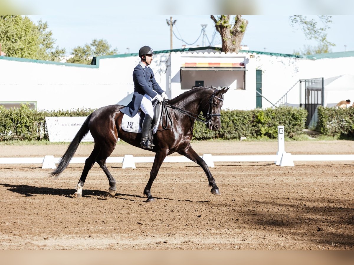 Caballo de deporte español Yegua 7 años 175 cm Negro in Zafra