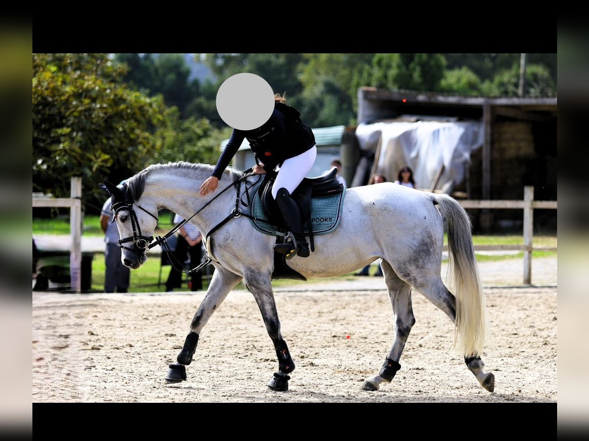 Caballo de deporte español Yegua 7 años Tordo in Santander
