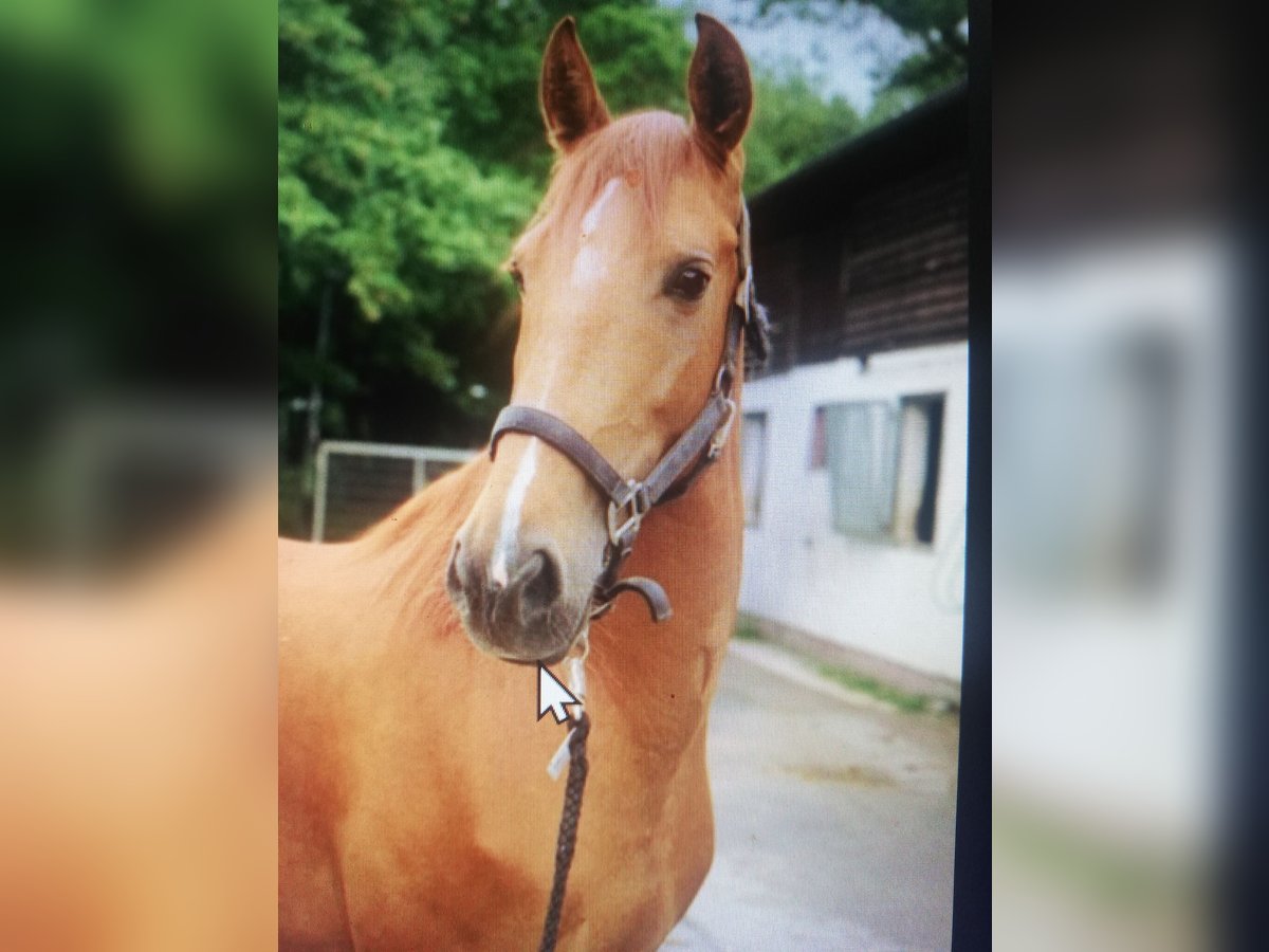 Caballo de deporte español Mestizo Yegua 8 años 157 cm Alazán in Gmunden