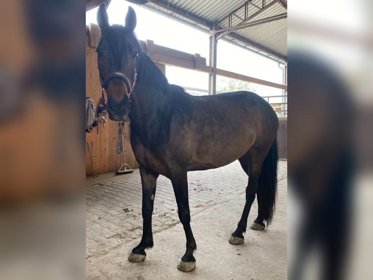 Caballo de deporte español Yegua 8 años 160 cm Castaño oscuro in Willst&#xE4;tt