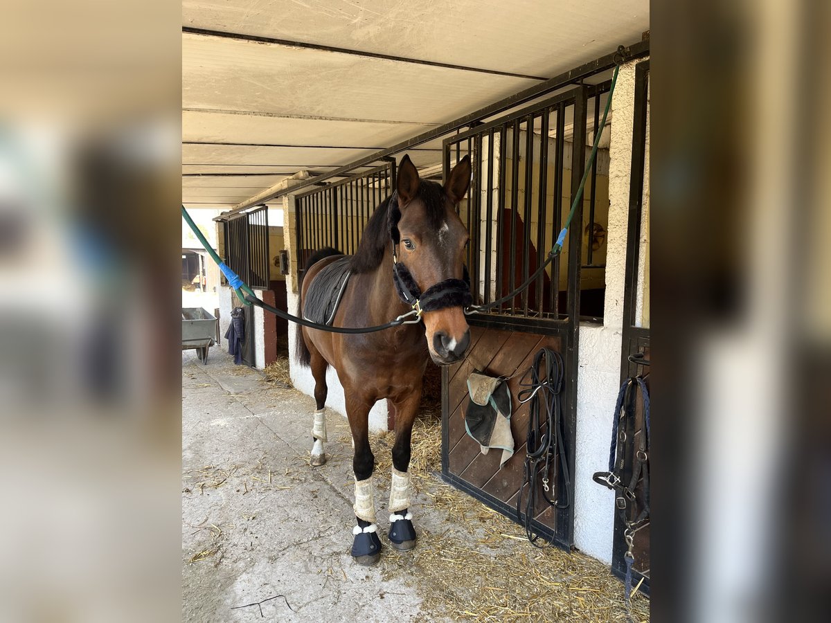 Caballo de deporte español Yegua 8 años 164 cm Castaño oscuro in Sant&#39;Ilario Milanese