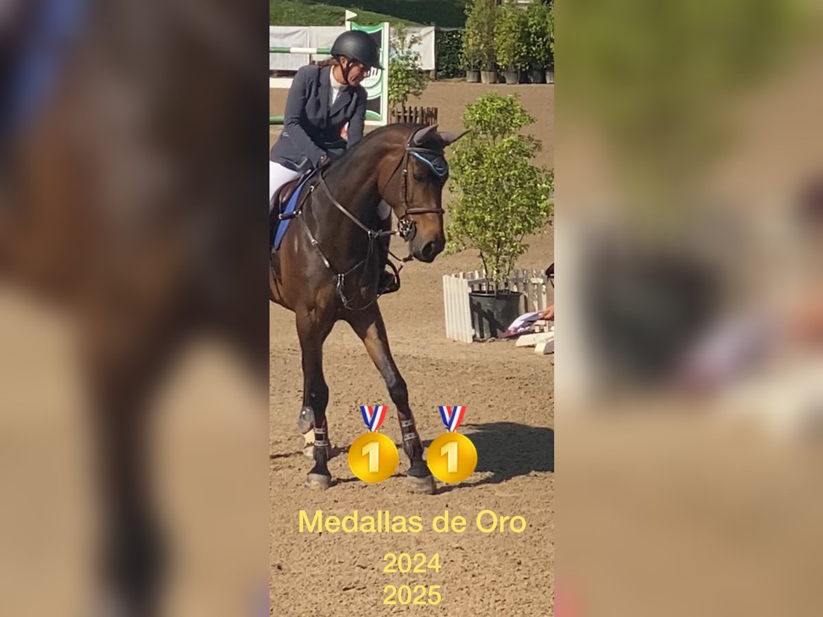 Caballo de deporte español Yegua 8 años 168 cm Castaño in Gijon