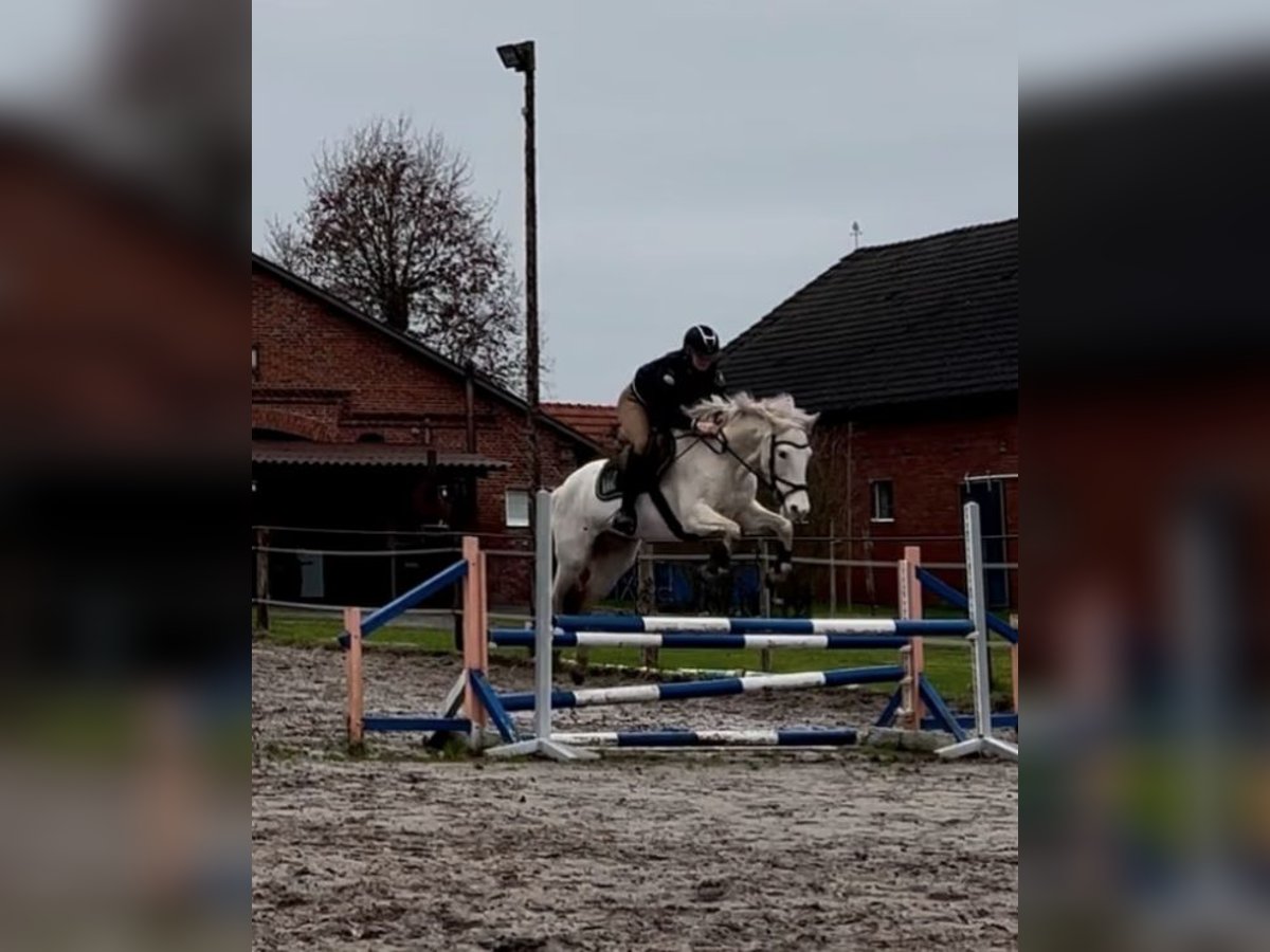 Caballo de deporte español Yegua 9 años 142 cm in Bösel