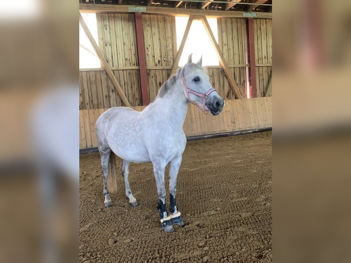 Caballo de deporte español Mestizo Yegua 9 años 158 cm Tordo in Beutelsbach