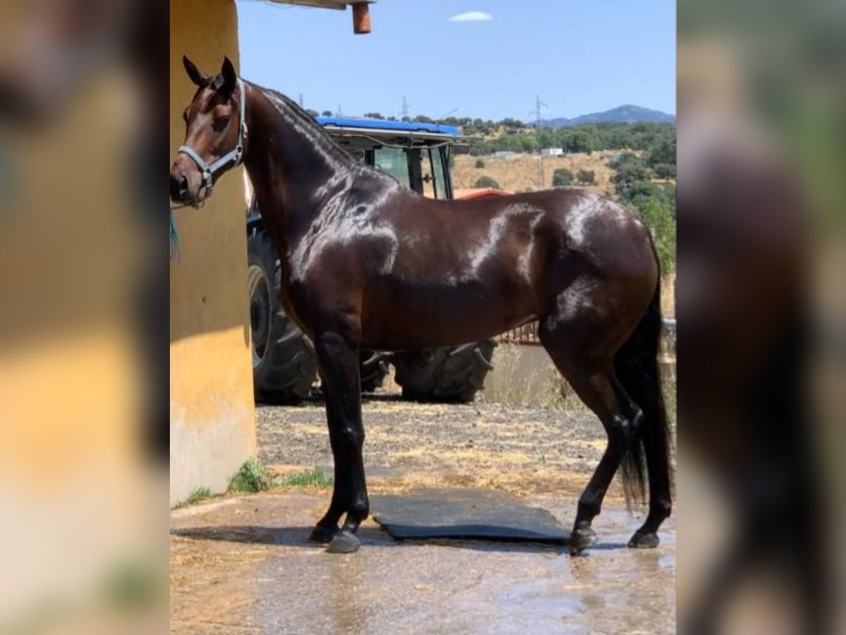 Caballo de deporte español Yegua 9 años 166 cm Castaño in Buitrago De Lozoya