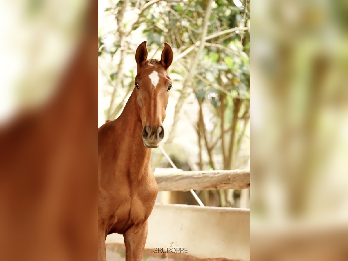 Caballo de deporte español Yegua  165 cm Alazán in Castello D&#x27;Empuries