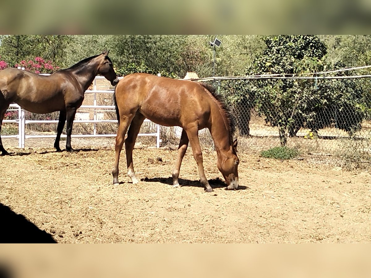 Caballo de deporte español Yegua Potro (04/2025) Castaño claro in Bonares
