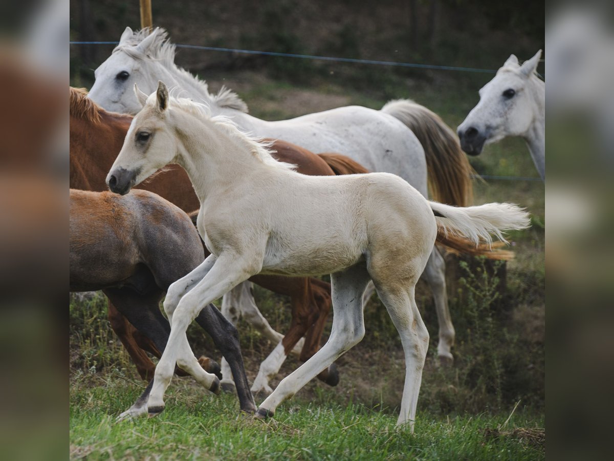 Caballo de deporte español Yegua Potro (04/2024) Palomino in Espunyola