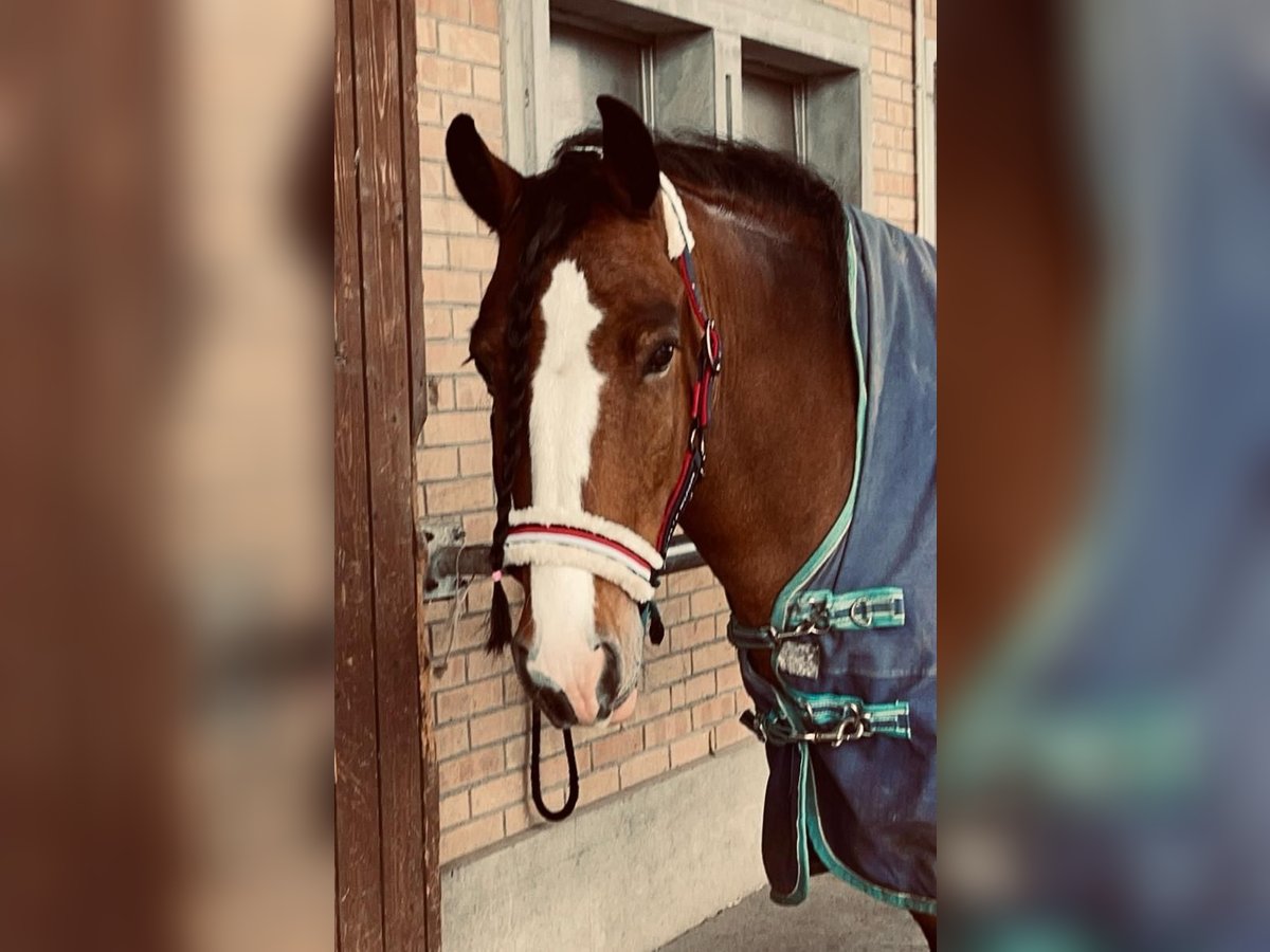 Caballo de deporte irlandés Caballo castrado 10 años 157 cm Castaño in Worben