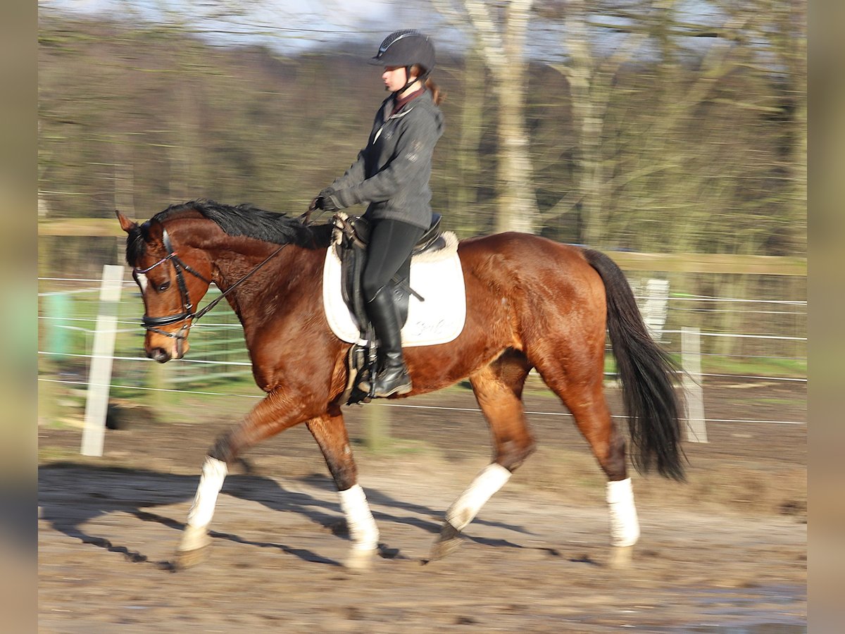 Caballo de deporte irlandés Mestizo Caballo castrado 10 años 160 cm Castaño in Uelsen