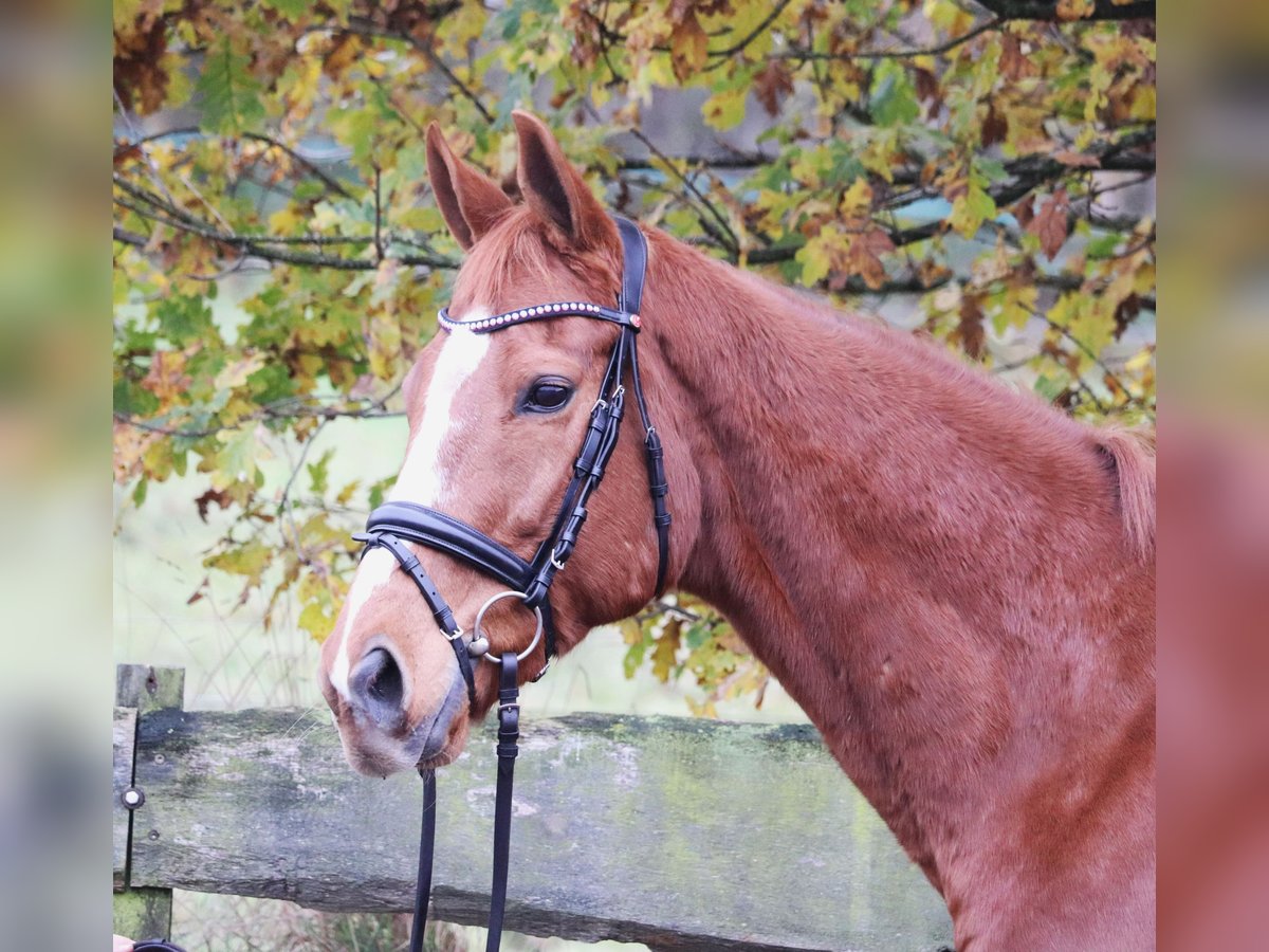 Caballo de deporte irlandés Caballo castrado 10 años 162 cm Alazán in uelsen