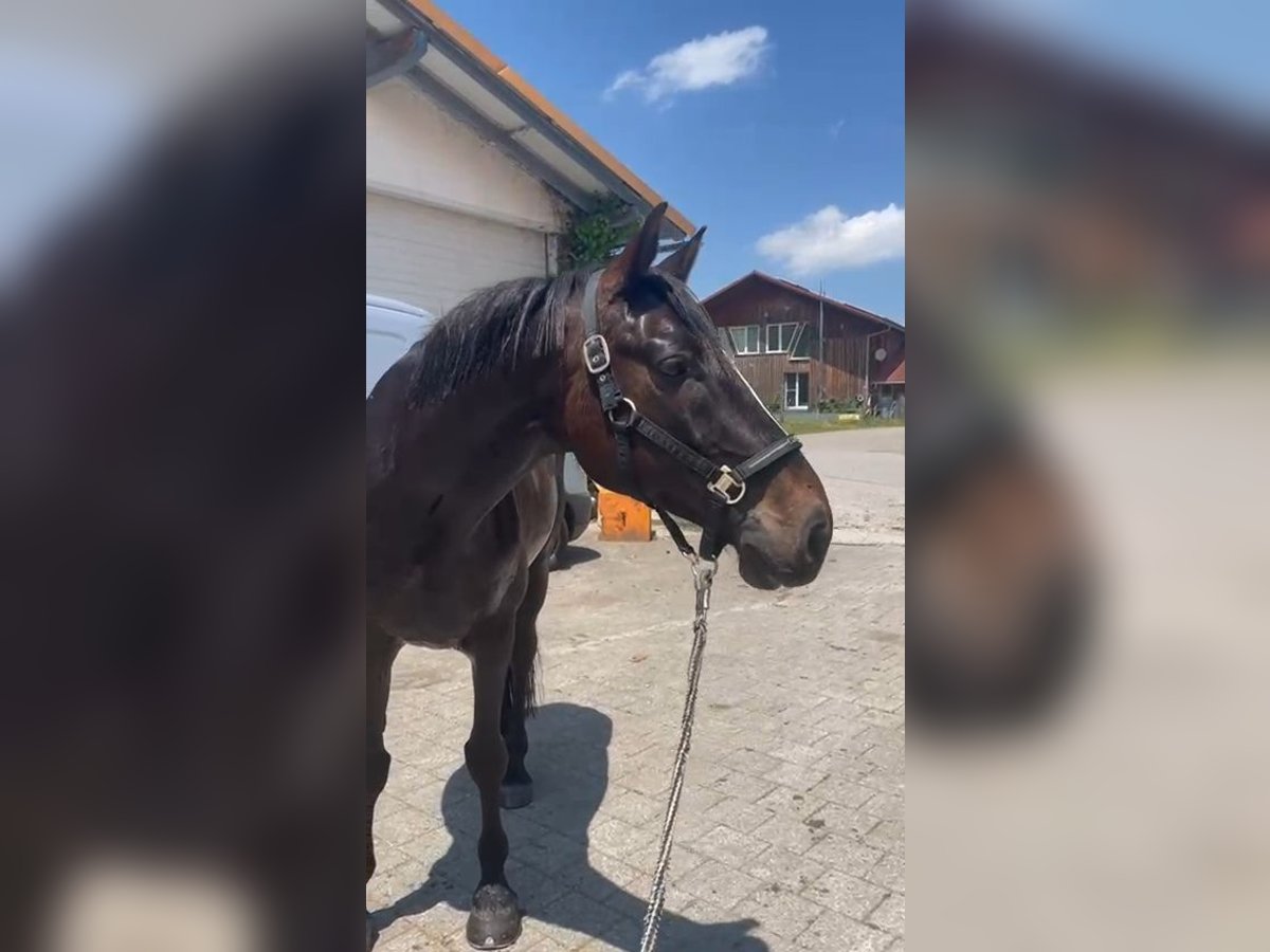 Caballo de deporte irlandés Caballo castrado 10 años 163 cm Castaño in Wertach Caballo de deporte irlandés Caballo castrado 10 años 163 cm Castaño in Wertach