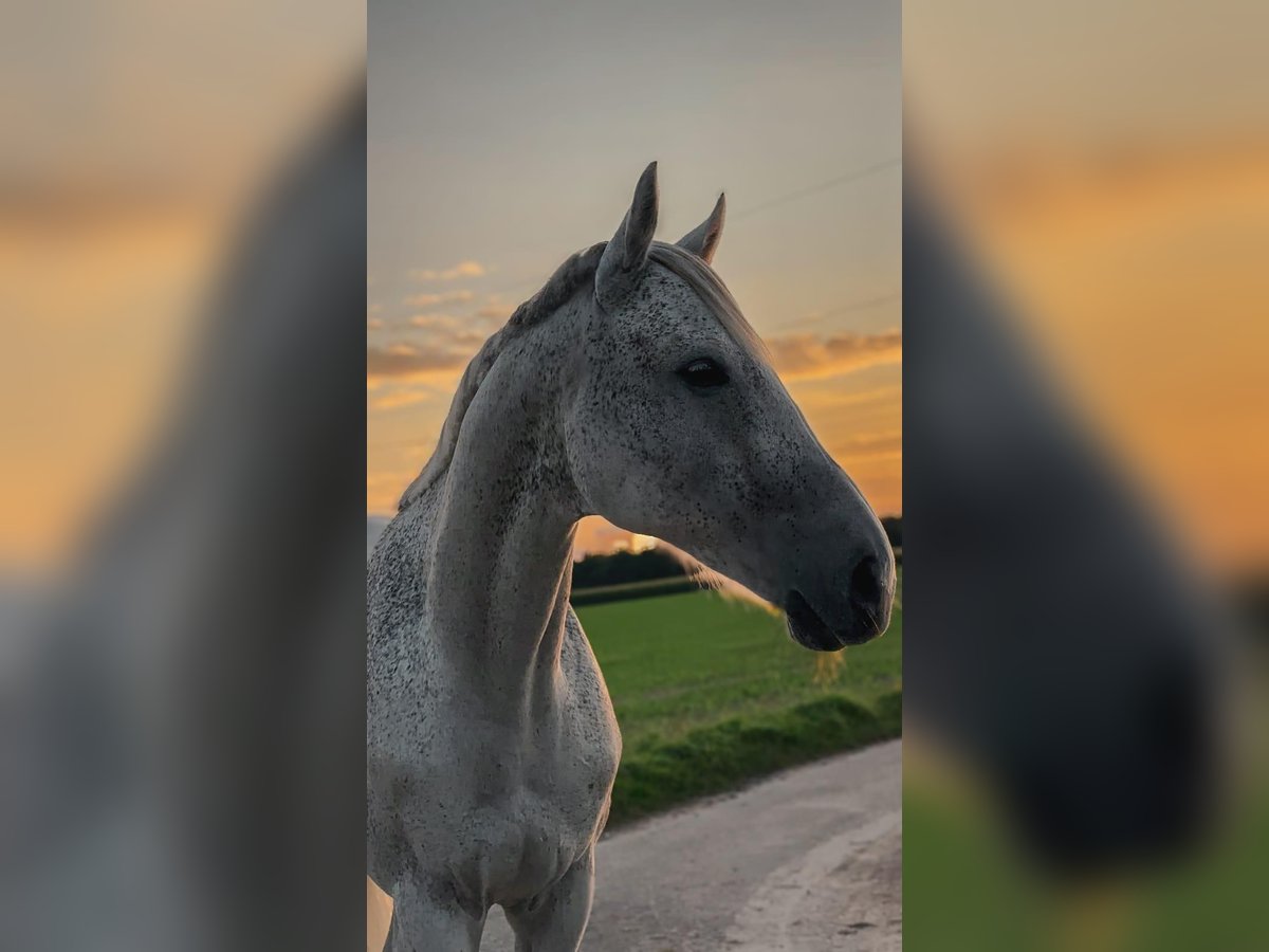 Caballo de deporte irlandés Caballo castrado 10 años 163 cm Tordo picazo in Lage