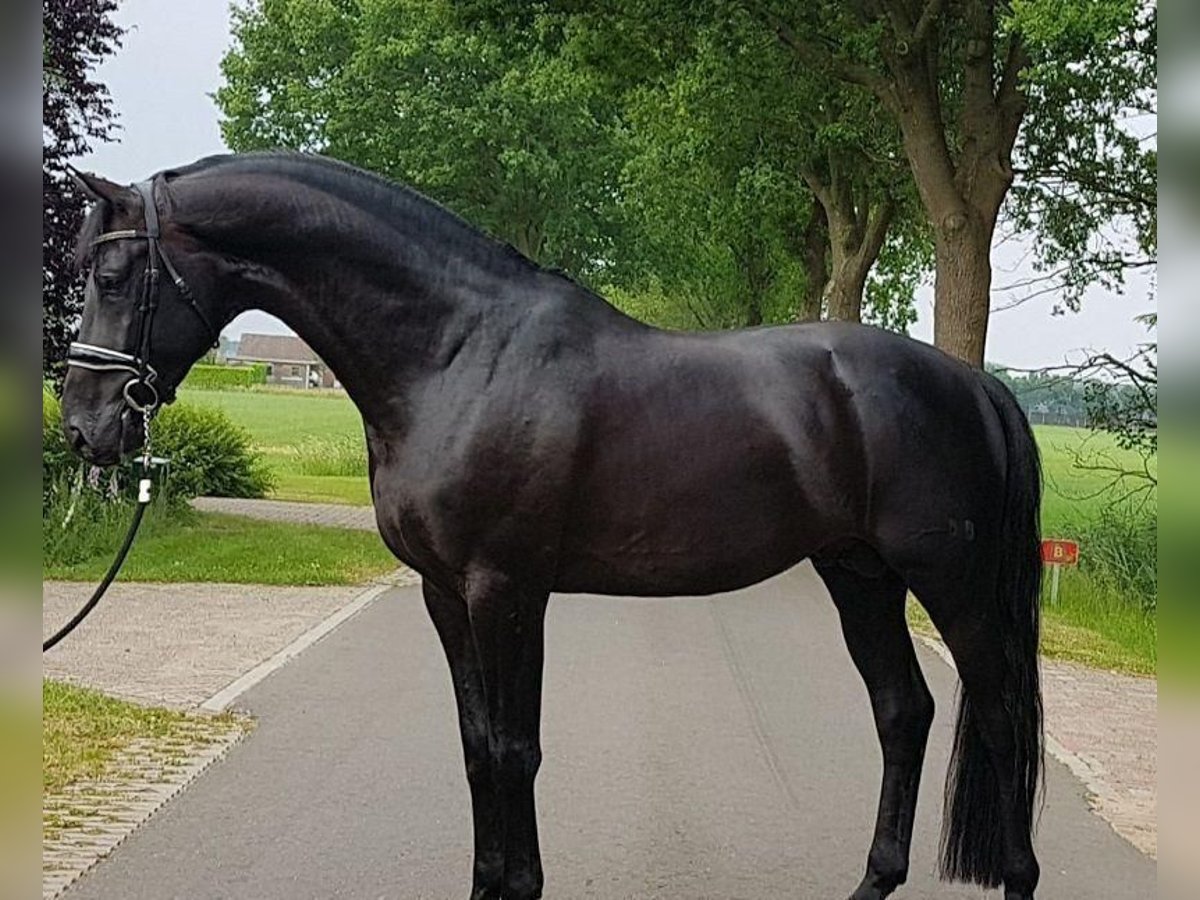 Caballo de deporte irlandés Caballo castrado 10 años 169 cm Negro in Arnhem