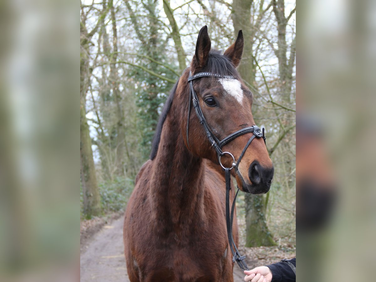 Caballo de deporte irlandés Caballo castrado 10 años 170 cm Morcillo in Wachtendonk