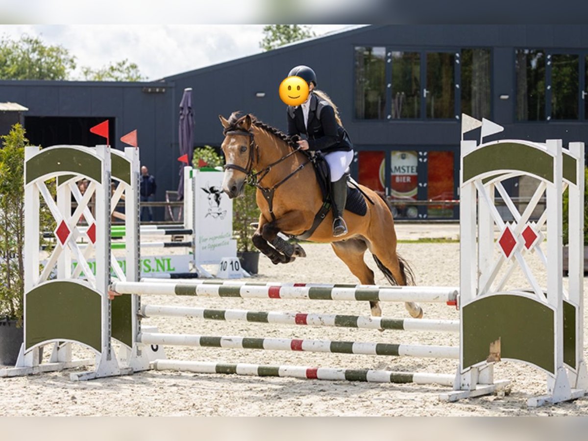 Caballo de deporte irlandés Caballo castrado 11 años 140 cm Buckskin/Bayo in Ferwert