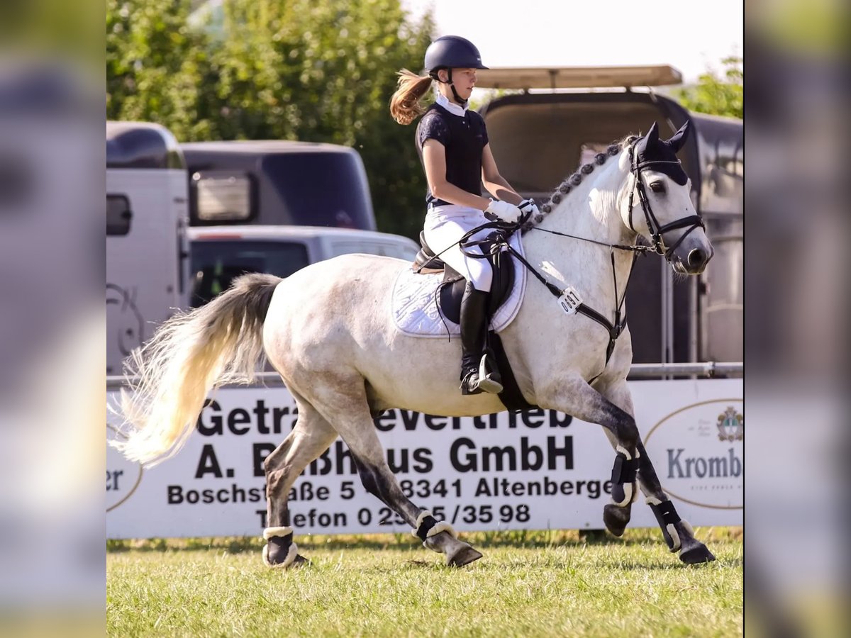 Caballo de deporte irlandés Mestizo Caballo castrado 11 años 152 cm Tordo in Steinfurt