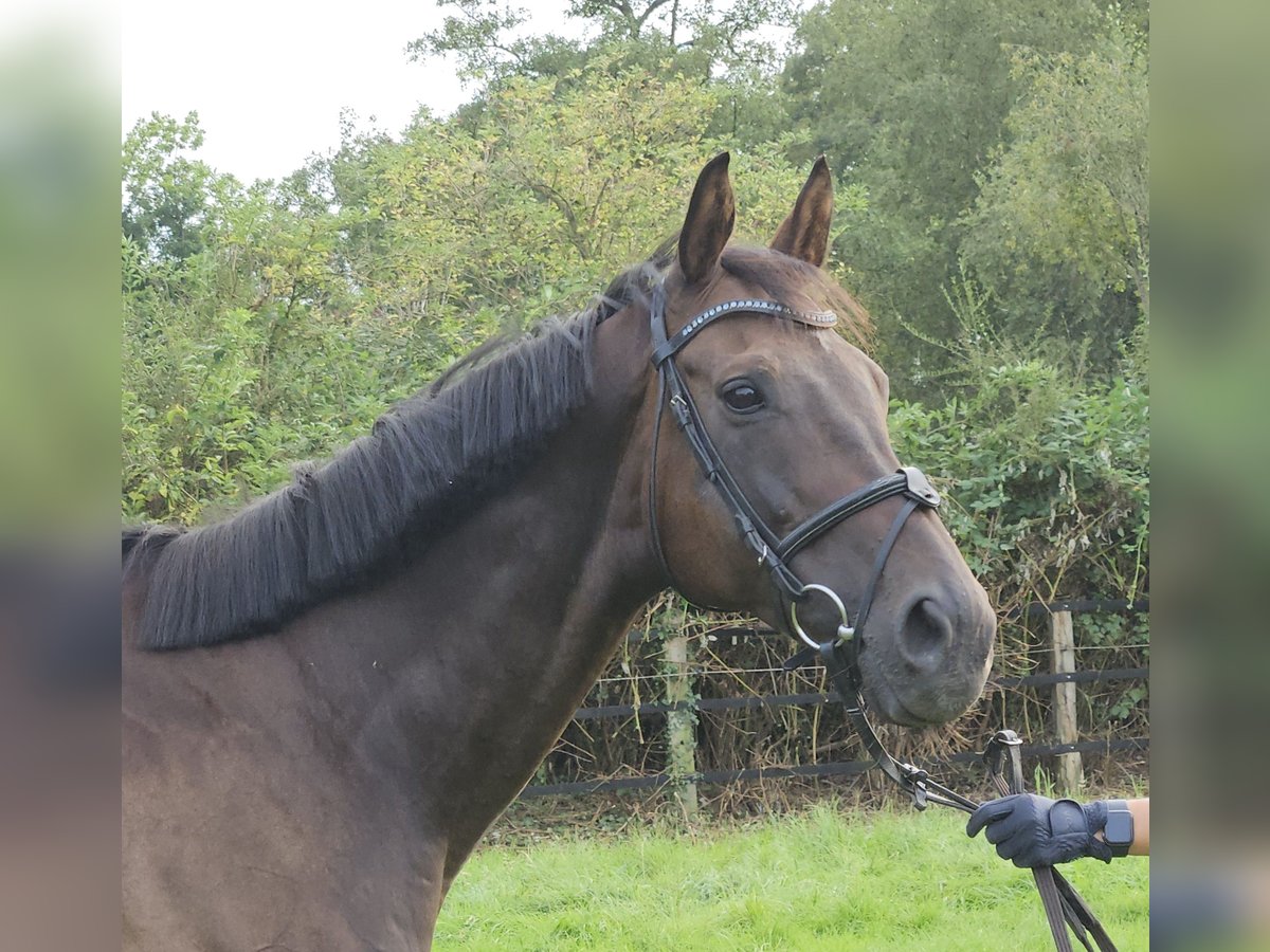 Caballo de deporte irlandés Caballo castrado 11 años 162 cm Morcillo in Nettetal