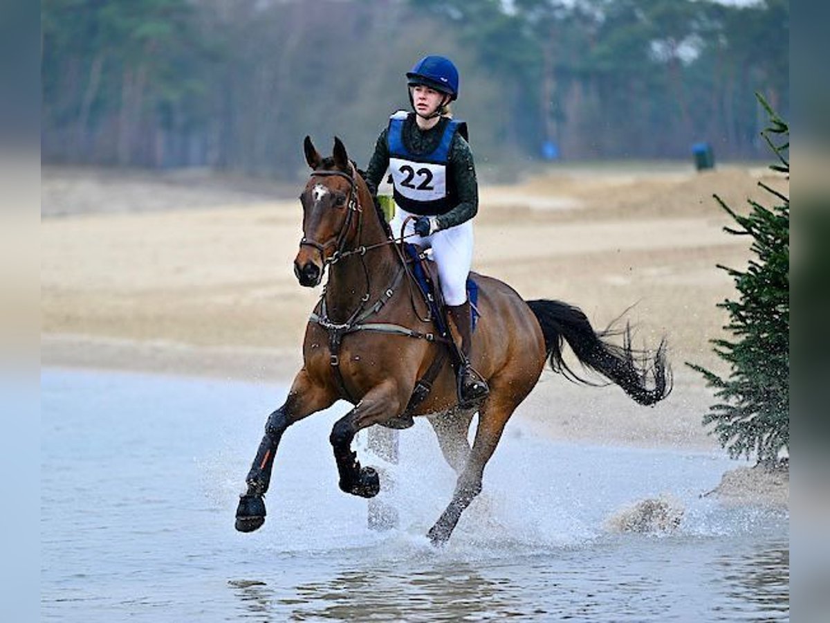 Caballo de deporte irlandés Caballo castrado 11 años 170 cm in Hoevelaken