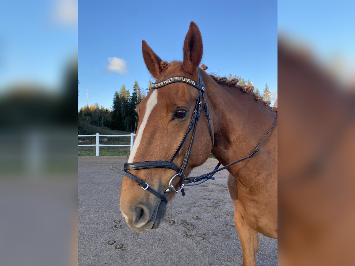 Caballo de deporte irlandés Caballo castrado 11 años 173 cm Alazán-tostado in Ljusdal