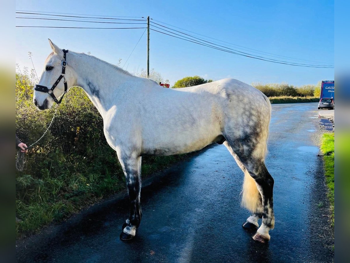 Caballo de deporte irlandés Caballo castrado 12 años 160 cm Tordo in Sligo