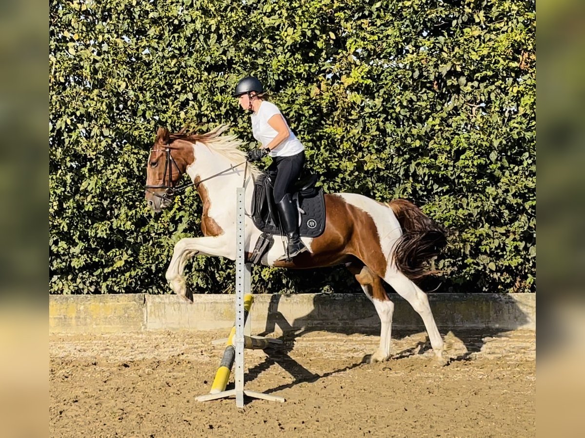 Caballo de deporte irlandés Caballo castrado 12 años 161 cm Pío in Tönisvorst