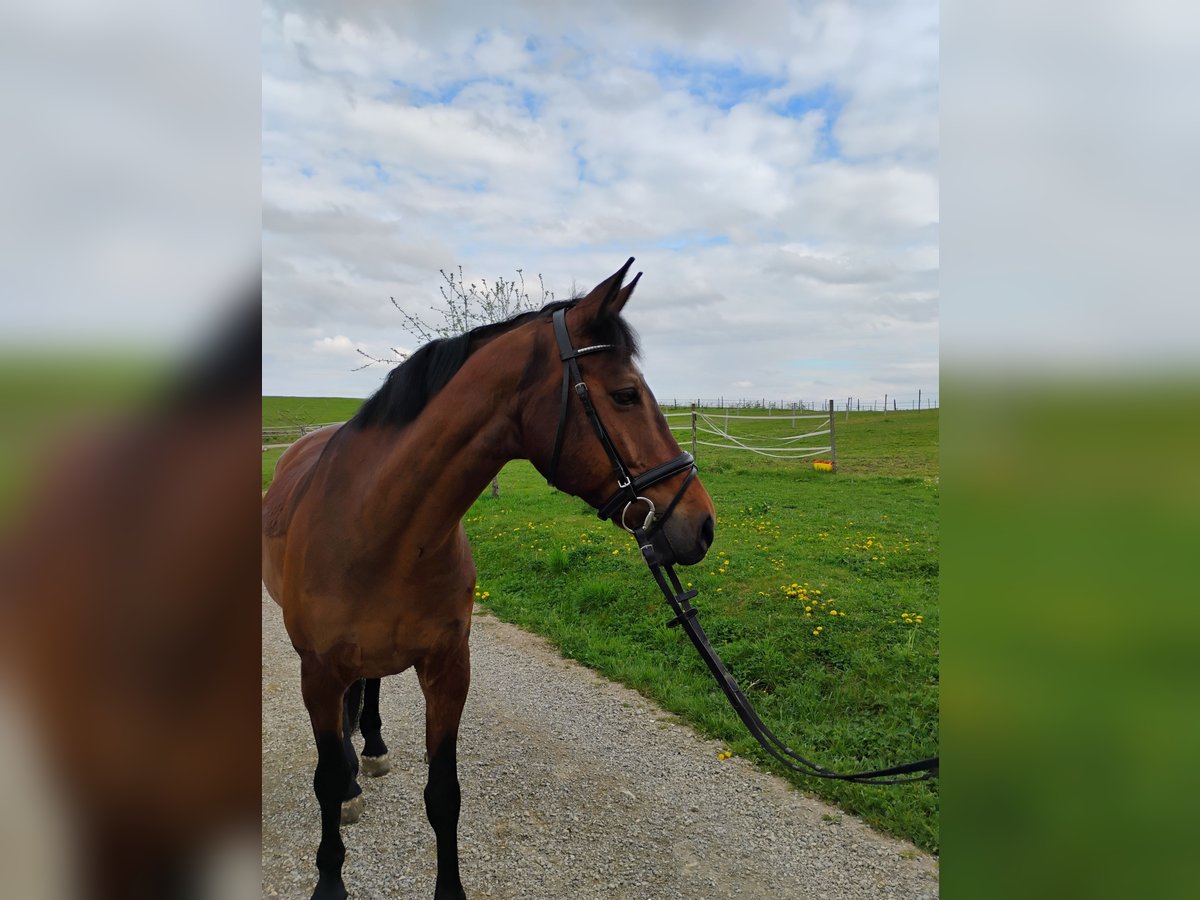 Caballo de deporte irlandés Caballo castrado 12 años 168 cm Castaño in Inzlingen