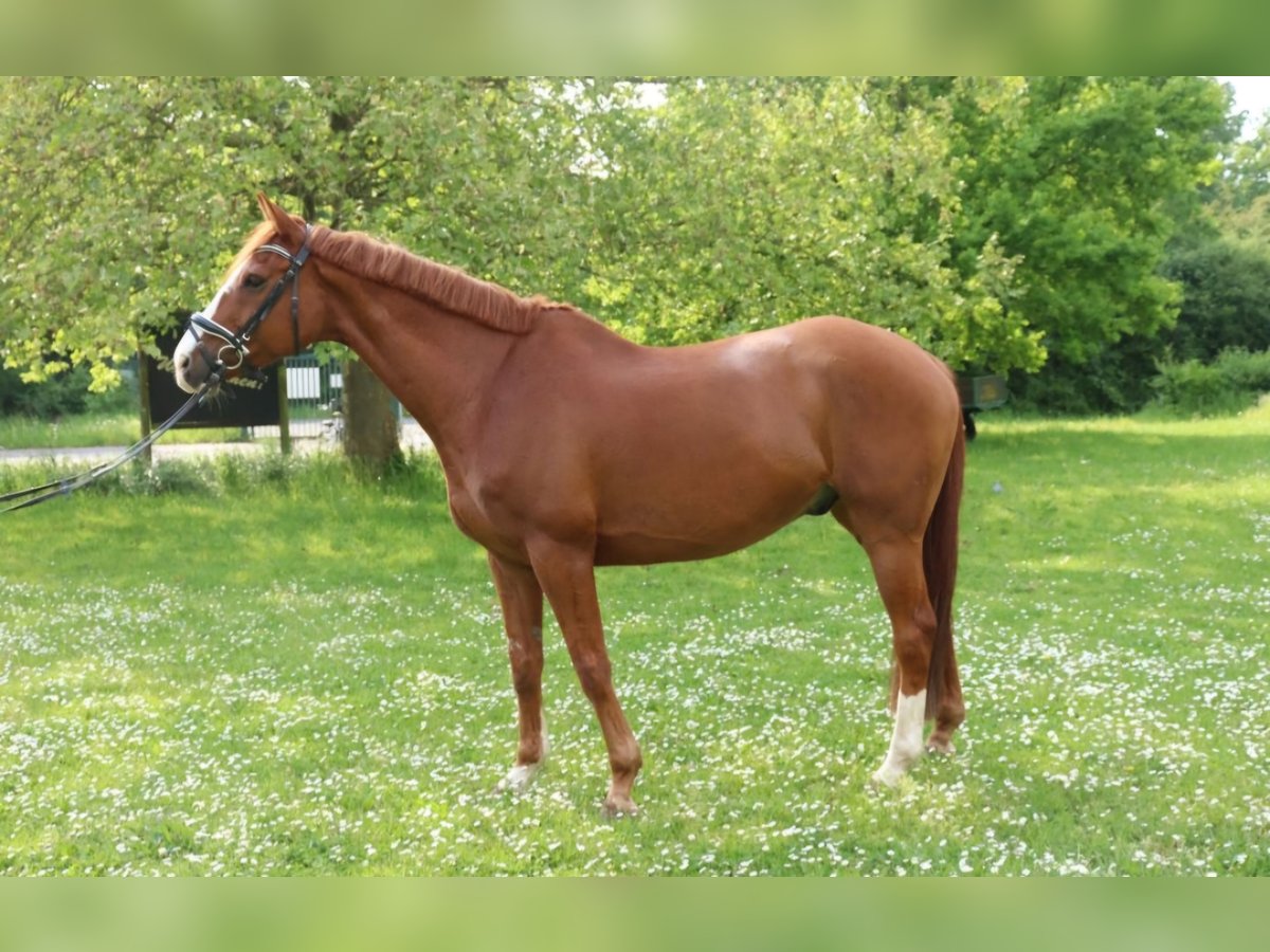 Caballo de deporte irlandés Caballo castrado 12 años 170 cm Alazán in Oyten