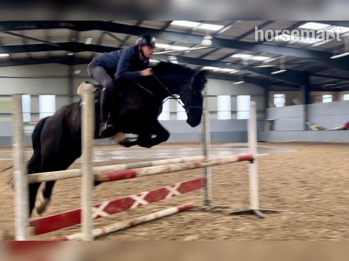 Caballo de deporte irlandés Caballo castrado 13 años 163 cm Negro in Mayo